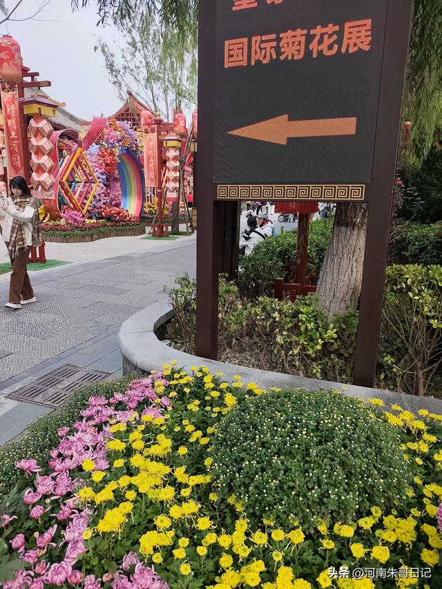 讲述我的写作故事43，《2025年开封赏菊记》。