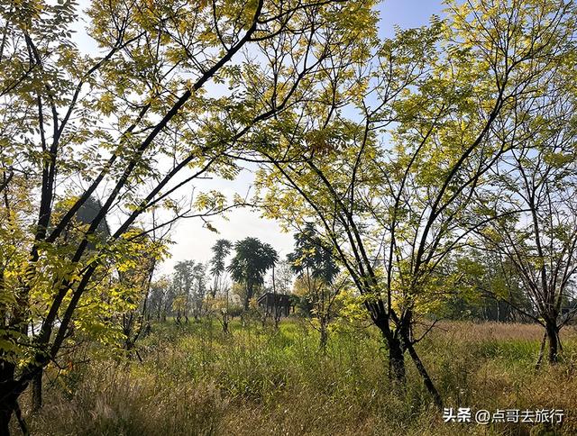 成都被冷落的彩林公园，惊艳无比，不要门票，地铁公交车直达！