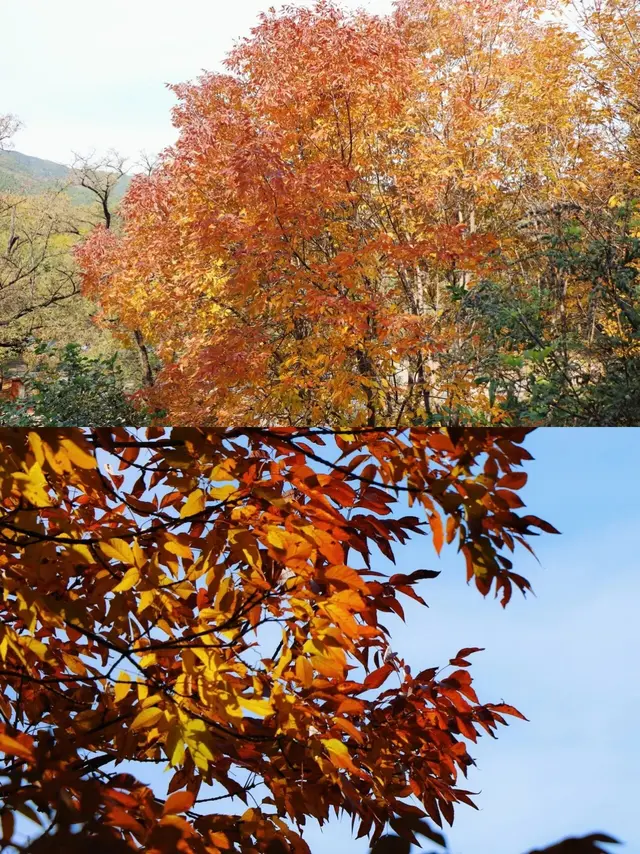 美爆！北京全城红叶上线！还有绝美花海！