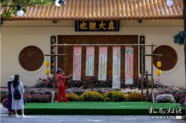 大观公园金秋菊花展掠影（B）