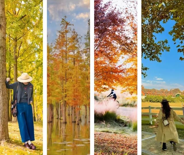 地铁直达！免费！成都20个绝美赏秋地，银杏水杉梧桐红枫限时上演！就在家门口！