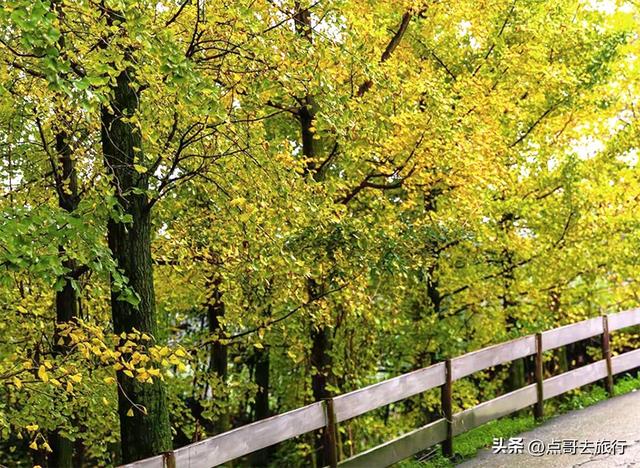 成都都江堰最冷门彩林，免费开放，山野中的惊艳，公交车可达！