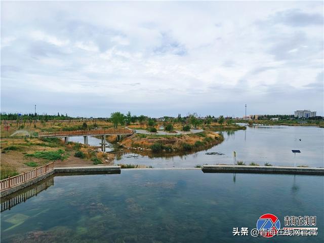 格尔木街头巷尾藏生机，高原绿意绘就生态新景