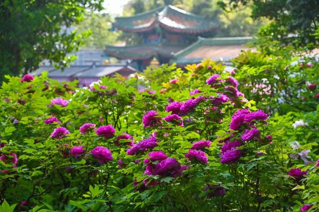 护航牡丹文化节丨黑的白的红的黄的紫的绿的蓝的