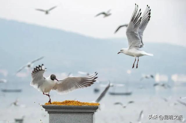 不止大坝！昆明观鸥最全热门+小众点位收录＊附核心区交通指南