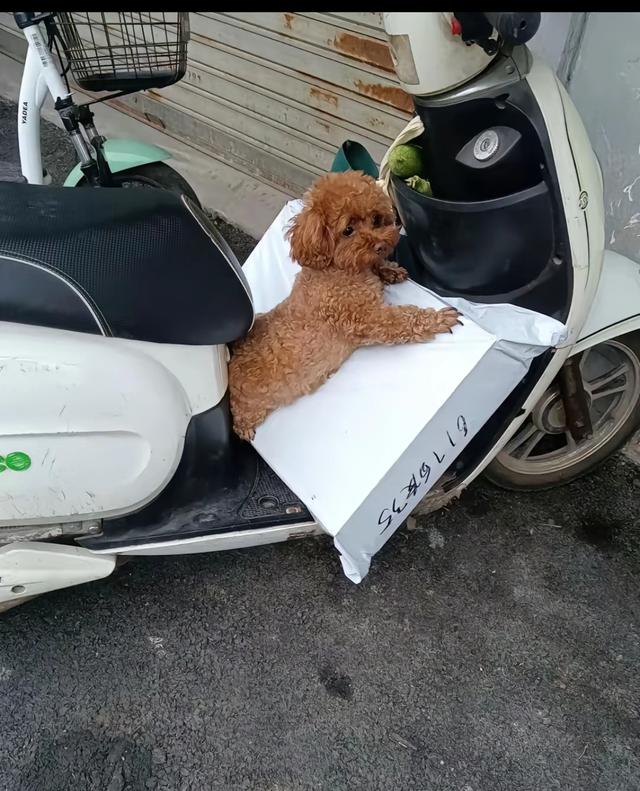 笑死了！每个骑电动车拿快递的铲屎官，都欠狗子一个道歉，哈哈~