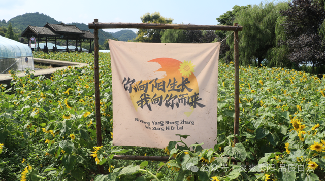 【爽游白云】蓬莱仙界·蘑力小镇荷塘月色盛夏邀约：采摘“红宝石” 徜徉金色花海
