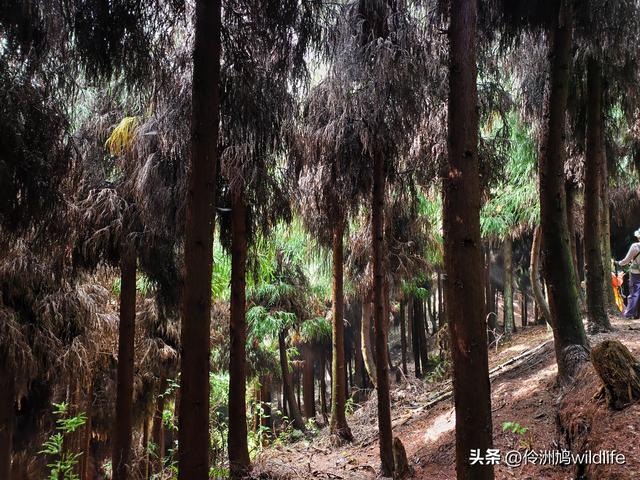 四川行(73)什邡红枫岭徒步到钟鼎寺
