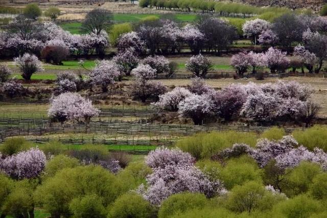 林芝凭什么是“西藏江南”？答案在这里。