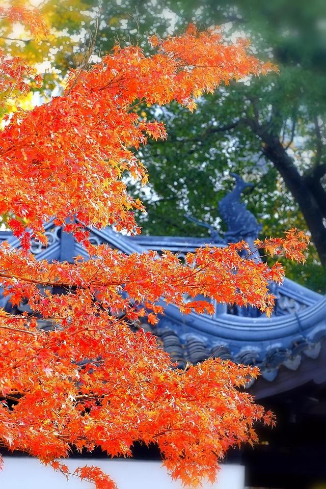 流金暖红裹着的古镇秋时