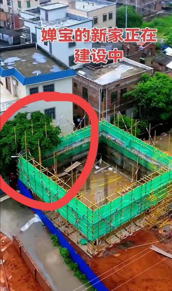 阻工大树已修剪！婵宝家建房全力加速中，网友表示祝贺与期待