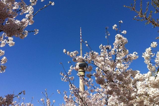 北京玉渊潭公园 樱花漫舞的诗意秘境