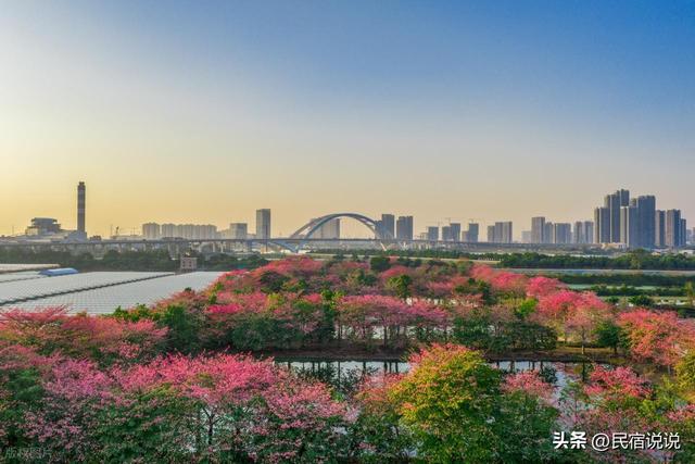 南沙也有樱花节，就在3月14日，这里还用心总结多种美食。