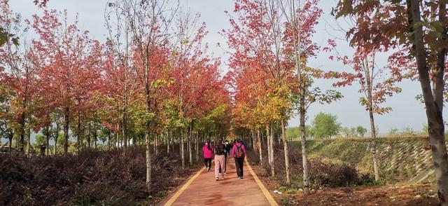 洛阳的秋天在这里封神！3条禅意路线，最后一条让摄影师舍不得走