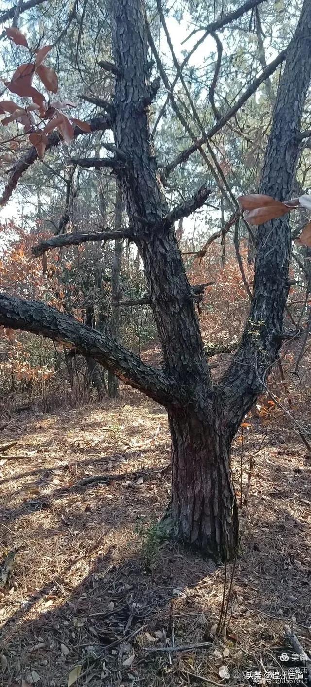探秘楠溪江源头!这条海拔千米以上的草甸山脊只有极少数驴友知道