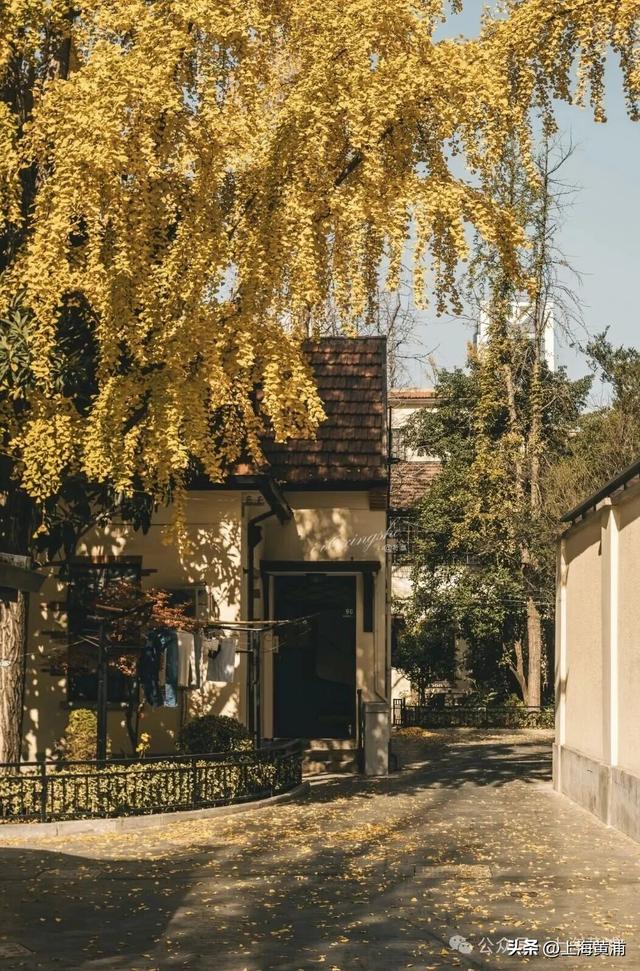 深秋限定！这条百年弄堂里尽是金色的浪漫！