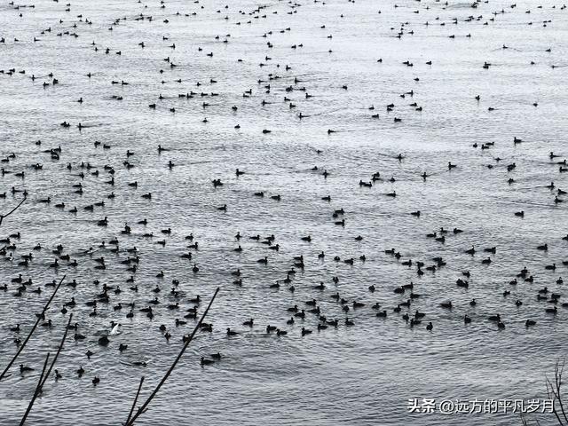 温哥华游记（六）
