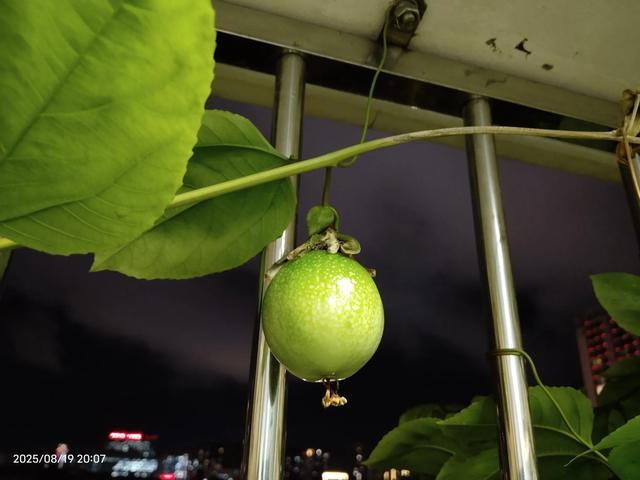 百香果