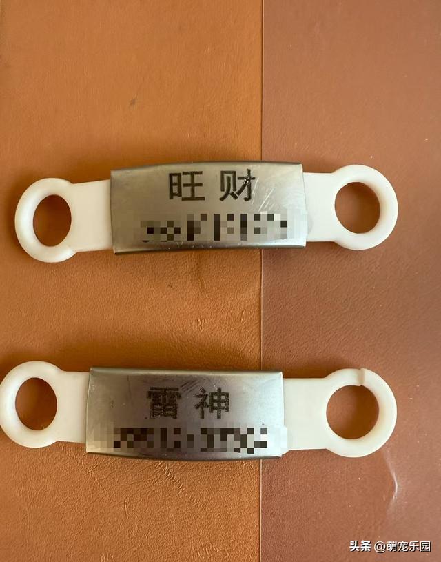 小黑突然离世，重庆偶遇神似玩偶，我带着它仿佛你还在身边