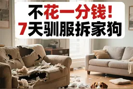 新手养狗训狗秘籍：不花一分请教练，自家轻松训出乖毛孩图片