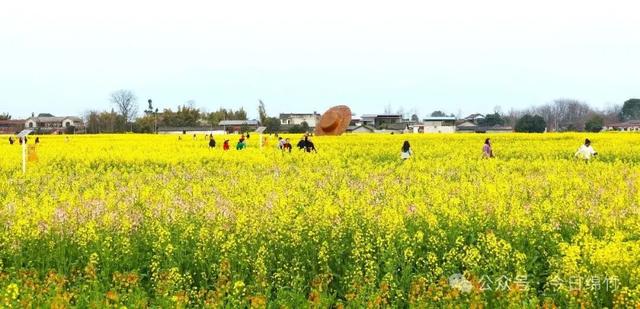 赶紧约！去绵竹这里拍五彩油菜花，还有长桌宴等你来......