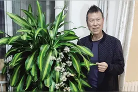 南阳：养了8年的巴西木深夜绽放 花香满室引惊喜图片