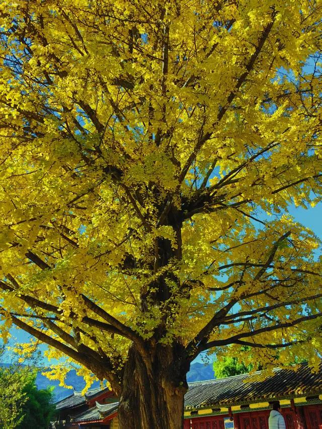 丽江480岁古银杏黄了！白沙古镇里藏着一个金色的浪漫