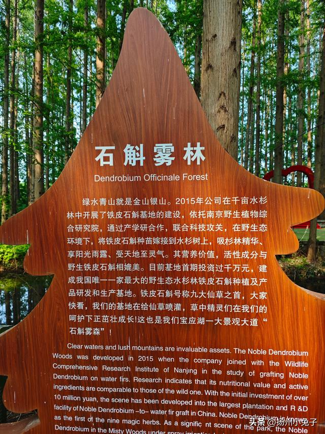 行走在水杉树的光影和光阴里
