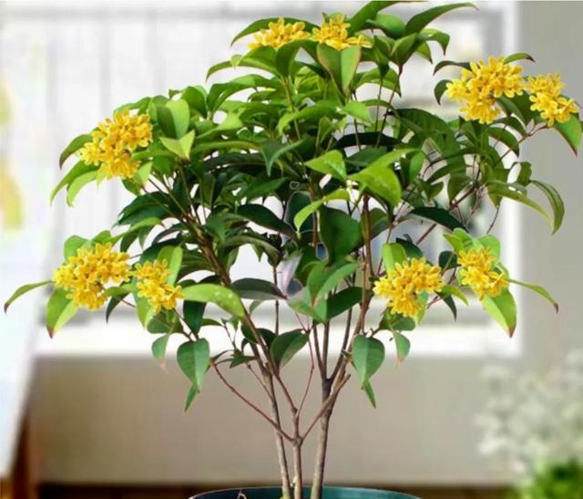 6种“镇宅花”，兔年养一盆，摆在客厅里，寓意着吉利，好运来