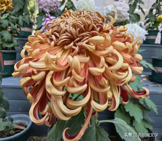 趵突菊韵 锦绣泉城