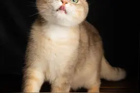 一文读懂！金渐层、银渐层、蓝金渐层、渐层家族猫咪大揭秘图片