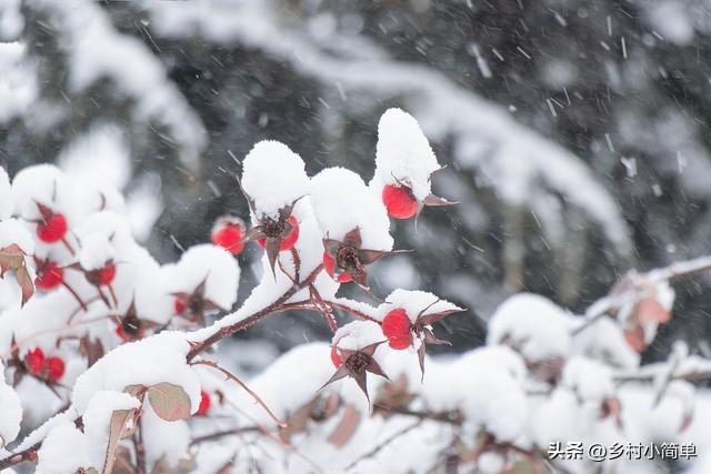 "八月廿六大雨下,大寒大雪压枝头",今日八月廿六,今年大寒降大雪?