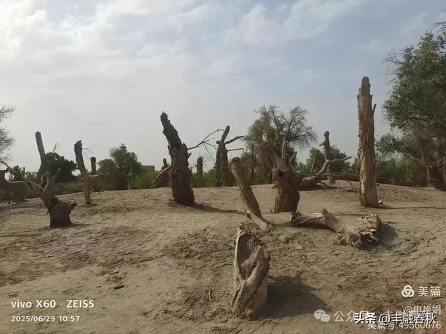 探秘新疆巴楚红海景区:自然与人文的交响| 申艳娟