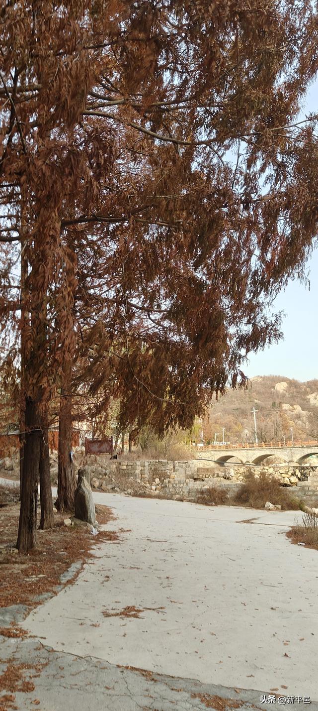 请到蒙山大洼来看“水杉落叶雨” 姜晓彬/图文
