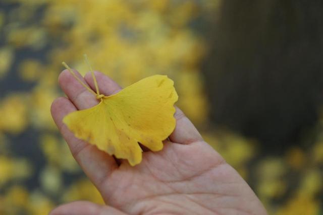 满城尽带“黄金甲” 来西安高新区邂逅“银杏的幸福时光”