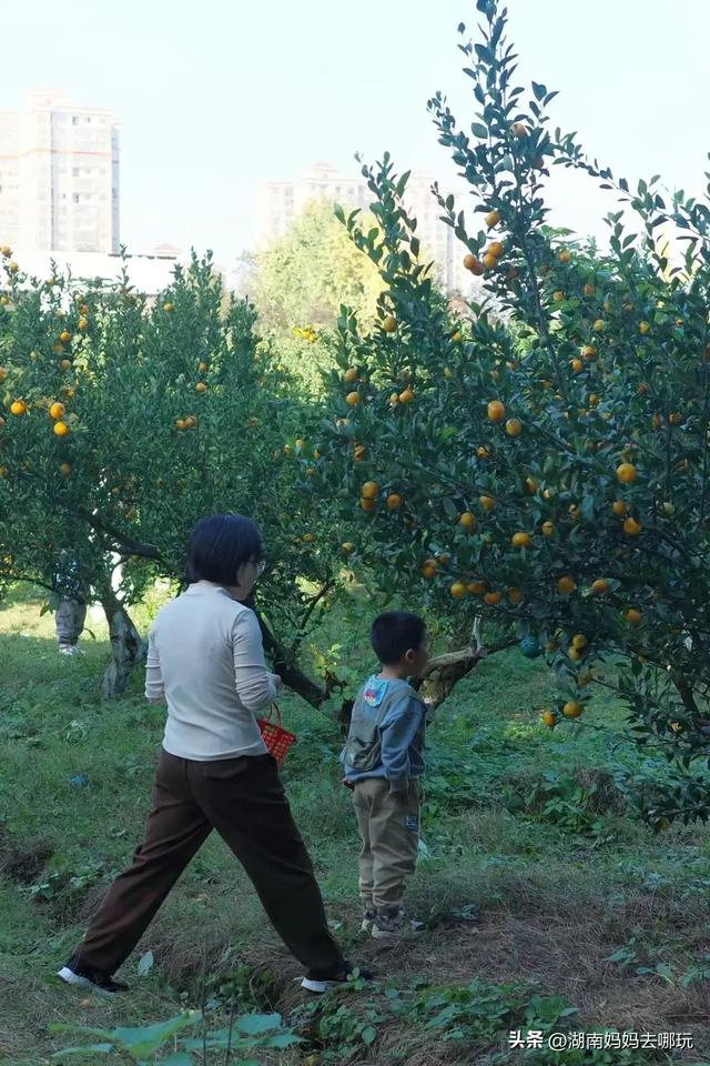 藏不住了!望城这片小众银杏秘境已到最佳观赏期,还能露营、骑行、摘果子