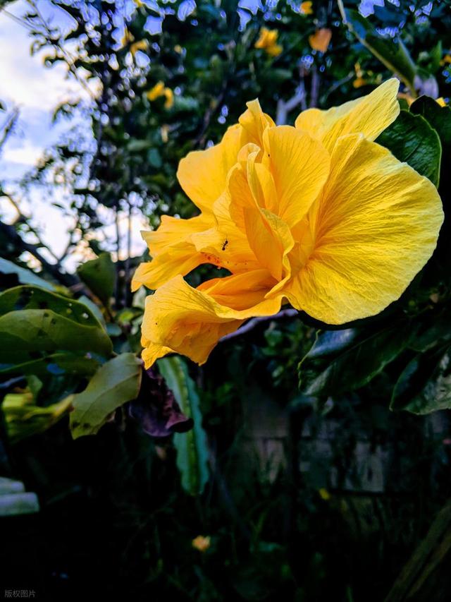 AI抢单！Chegg半年裁超六成员工，市值蒸发145亿咋翻身？