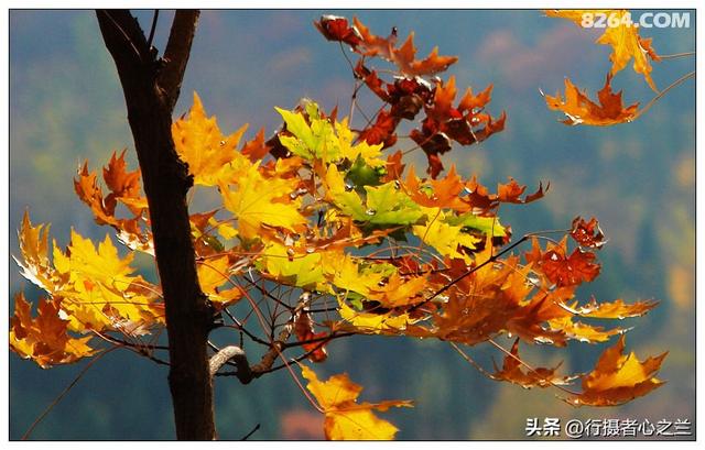 山东行游影记（19）—济南红叶谷