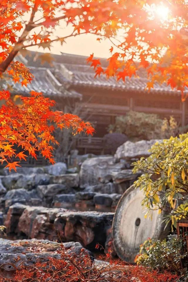 “植愈力”满分！金坛茅山秋冬植物大赏~