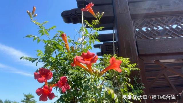 太原盛夏：公园里的花事盛宴