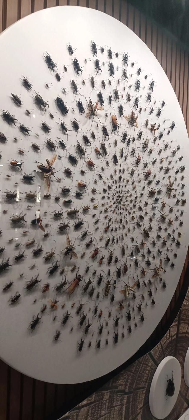 西安长安云昆虫展你来了吗