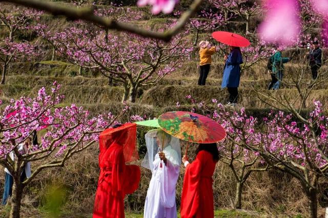 不枉等了一年！宁德赏桃花地图，春日顶流浪漫暴击~