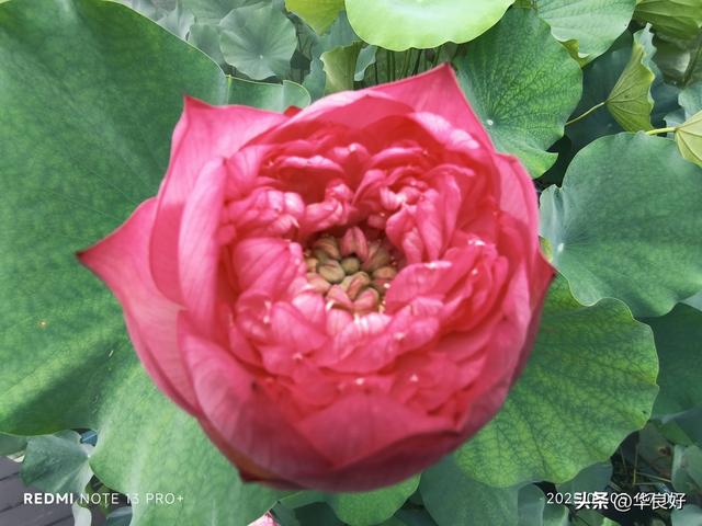 花艳叶新 “荷”你相遇——古漪园观荷记