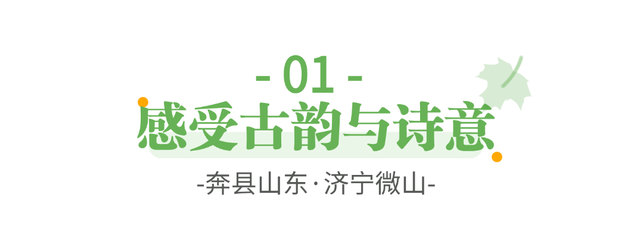 奔“县”山东！这里是荷都水乡 诗意微山