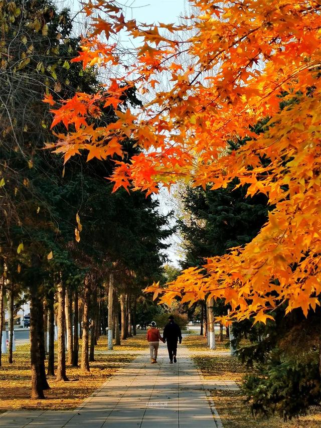 这样的哈尔滨，你见过吗？