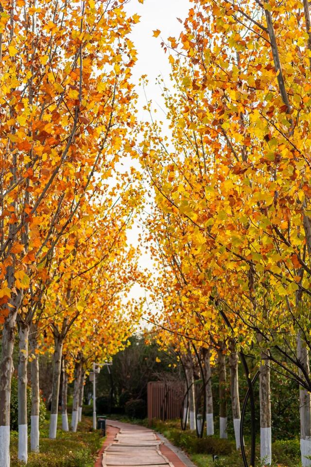 西安周末好去处——初冬8处宝藏公园免费又好玩！