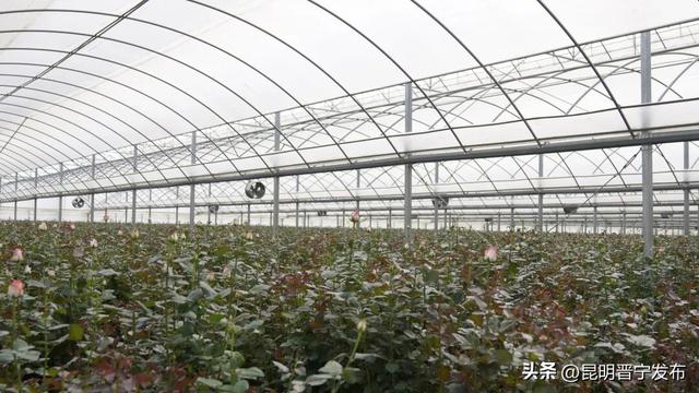 昆明云上花旅季：探访晋宁玫瑰的“云上蝶变”之路
