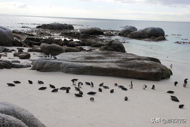 南部非洲：南非开普敦企鹅岛
