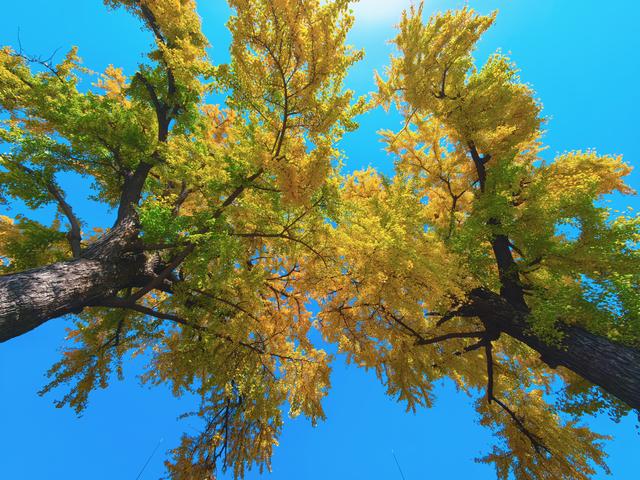 银杏鎏金，满城秋意关不住