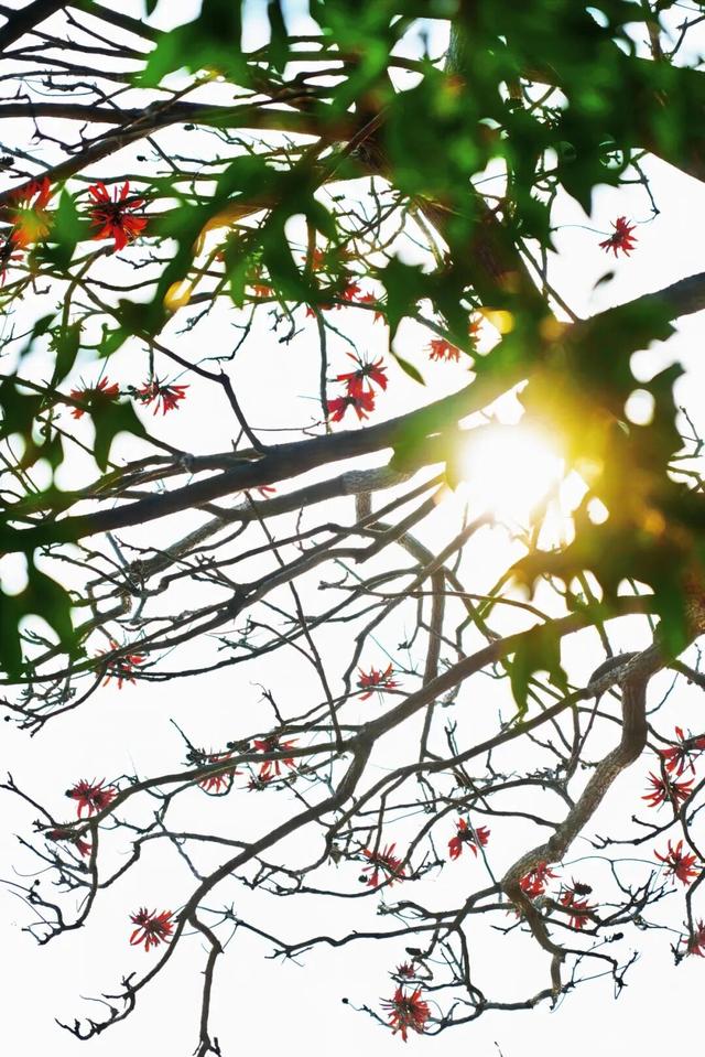 刺桐酝酿着「花事」，这场「盛事」也即将在泉州开启！